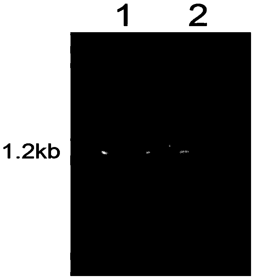 Engineering bacterium for highly expressing lipopeptide biosurfactant and application thereof