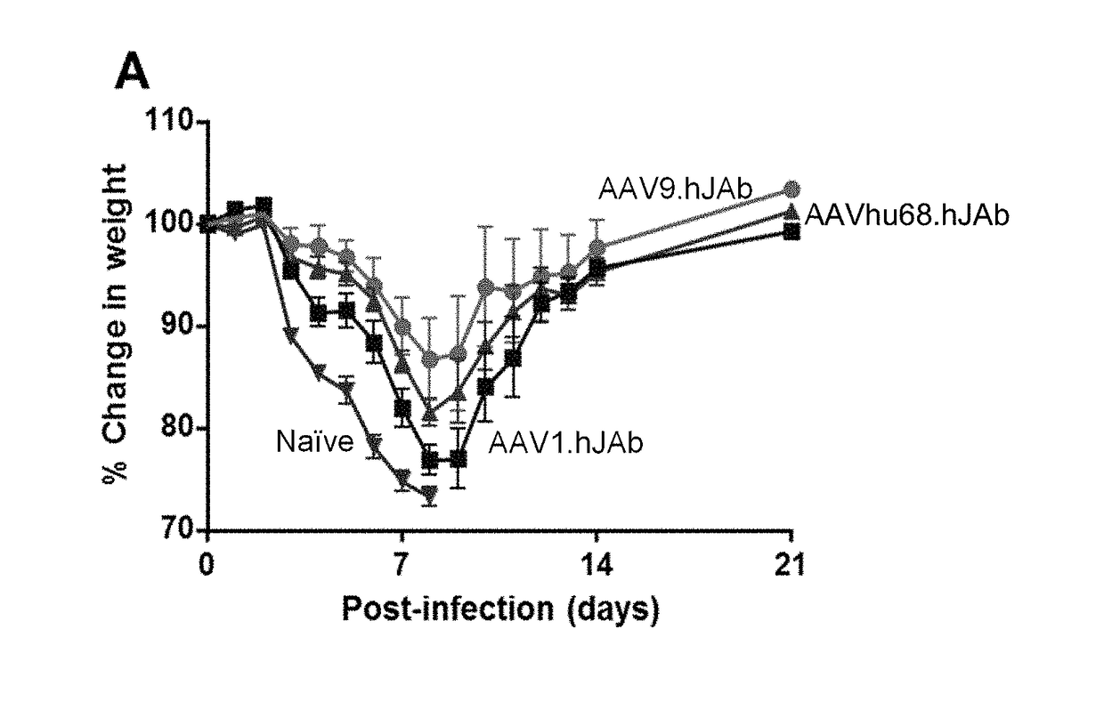 Novel aav mediated influenza vaccines