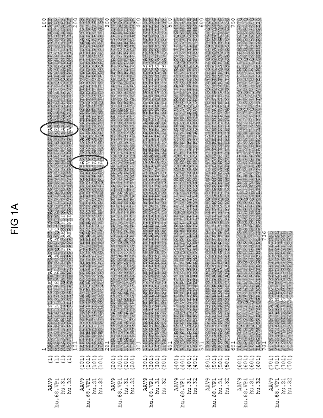 Novel aav mediated influenza vaccines