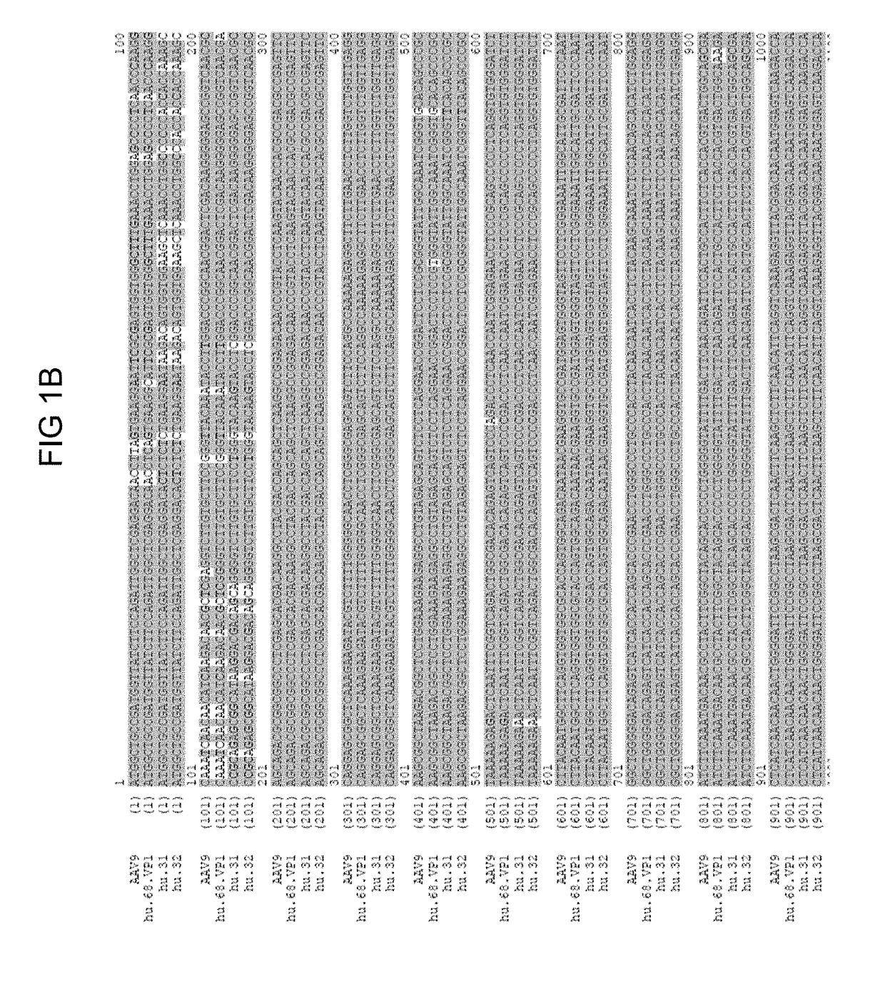 Novel aav mediated influenza vaccines