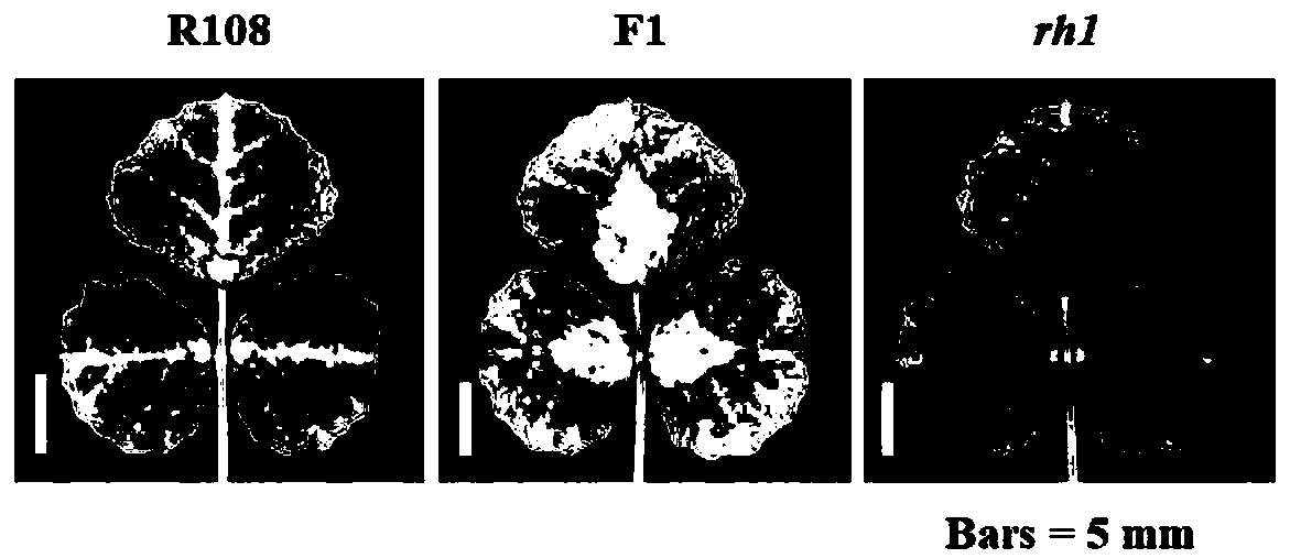 Anthocyanin synthesis related proteins and application in regulating anthocyanin content of plants