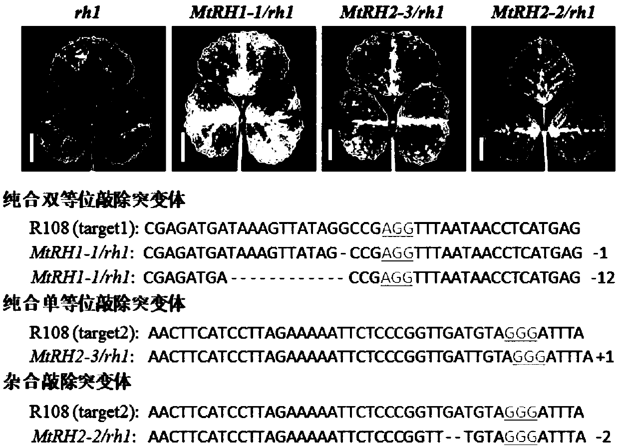 Anthocyanin synthesis related proteins and application in regulating anthocyanin content of plants