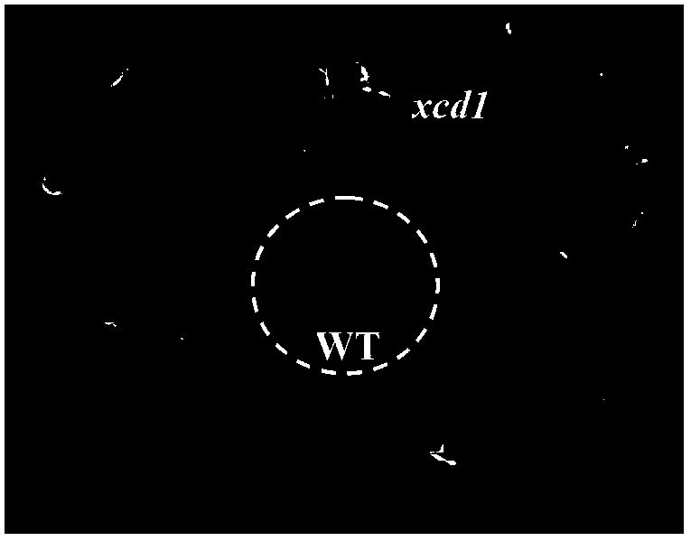 Gene improving cadmium tolerance of plant and application thereof