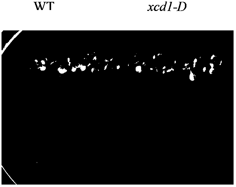 Gene improving cadmium tolerance of plant and application thereof