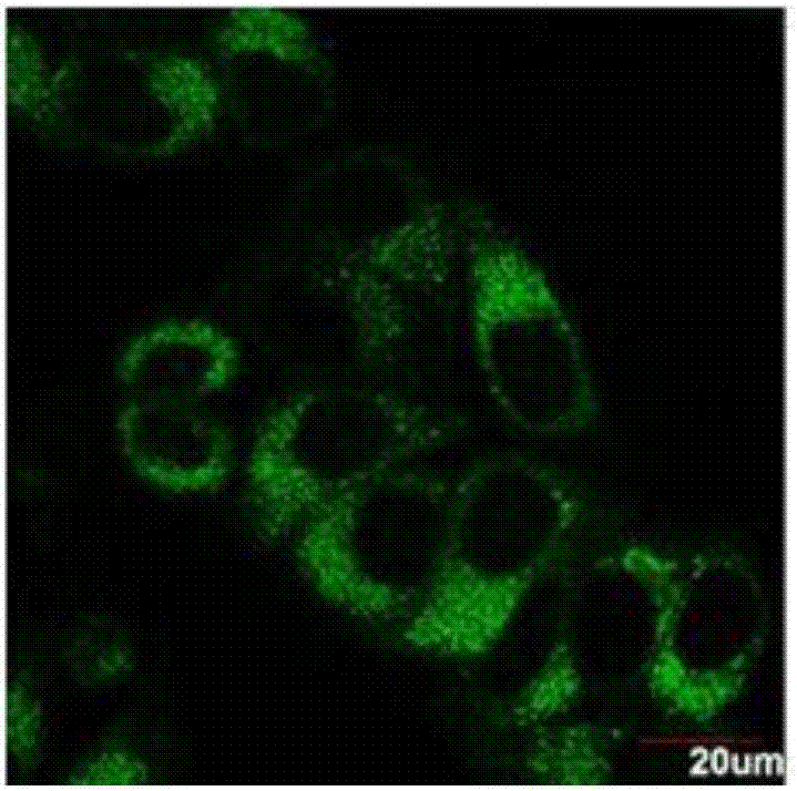 Aluminium ion fluorescent probe