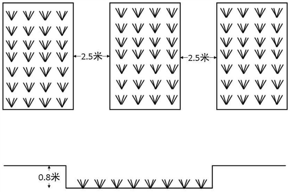 Rice and crayfish rotation ecological breeding method