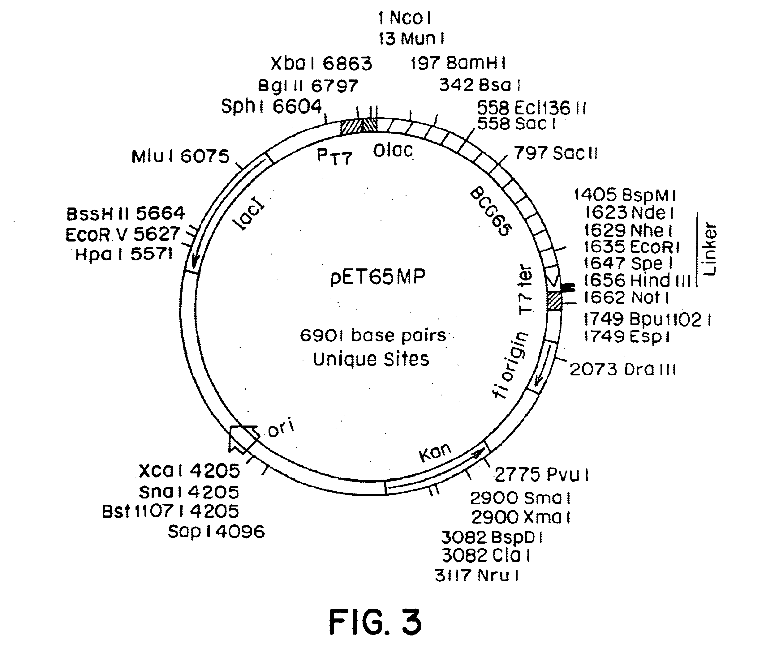 Immune responses using compositions containing stress proteins