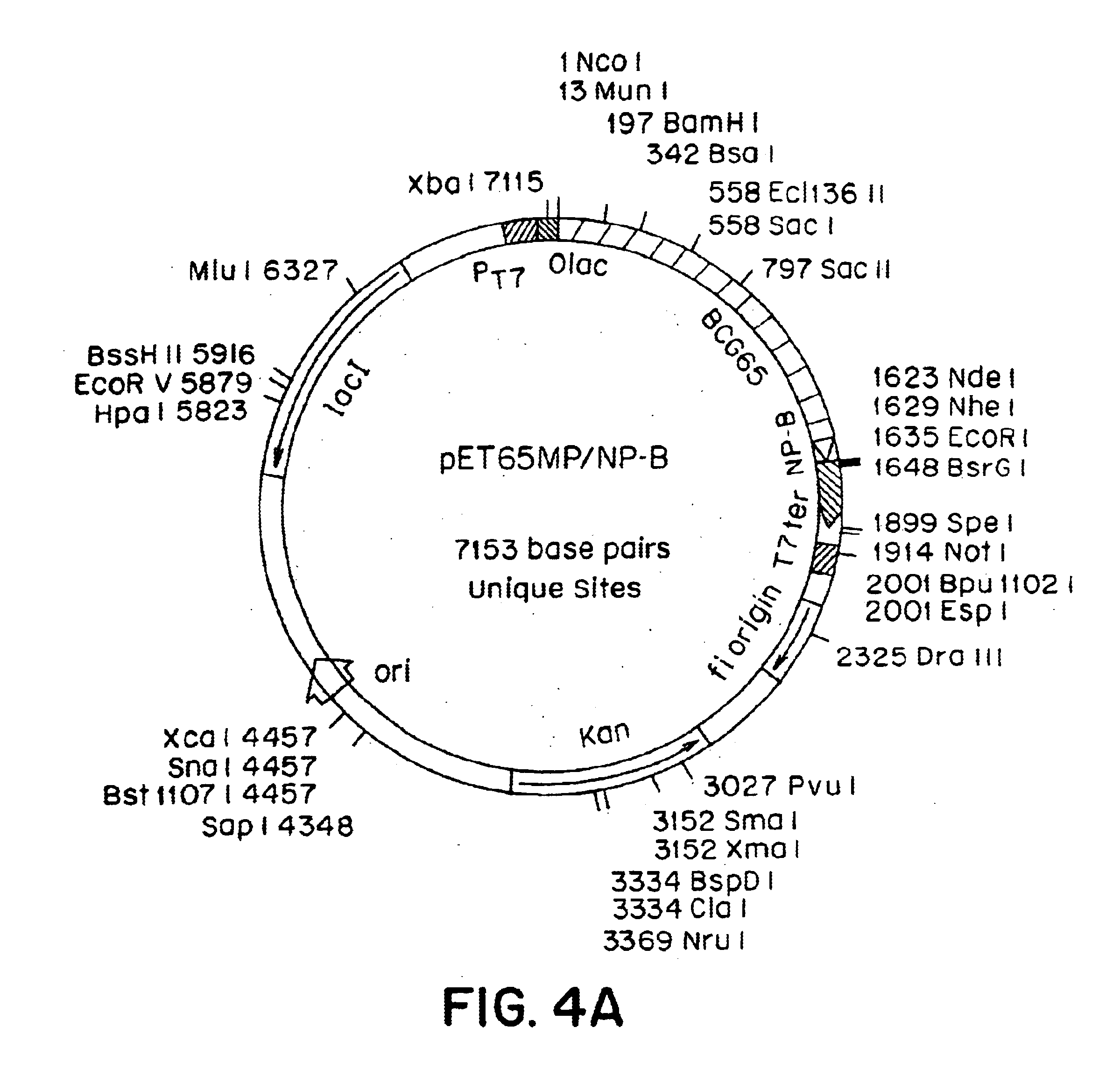 Immune responses using compositions containing stress proteins