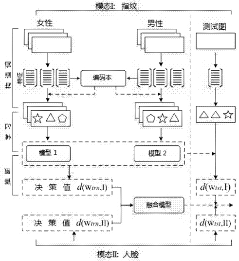 A Collaborative Gender Recognition Method Fused with Face and Fingerprint Visual Information