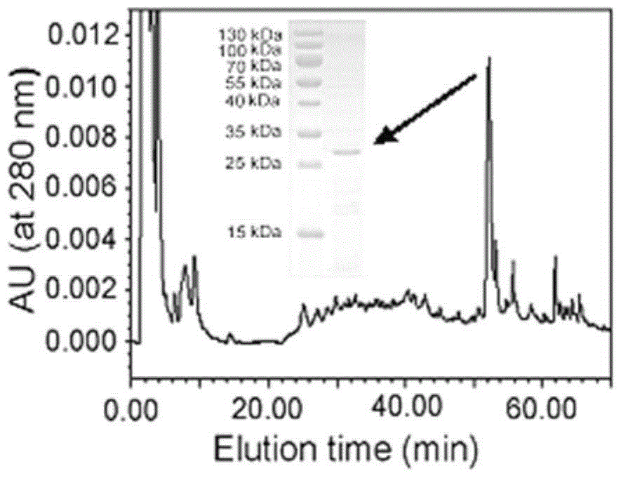 A kind of toxin protein and its purification method