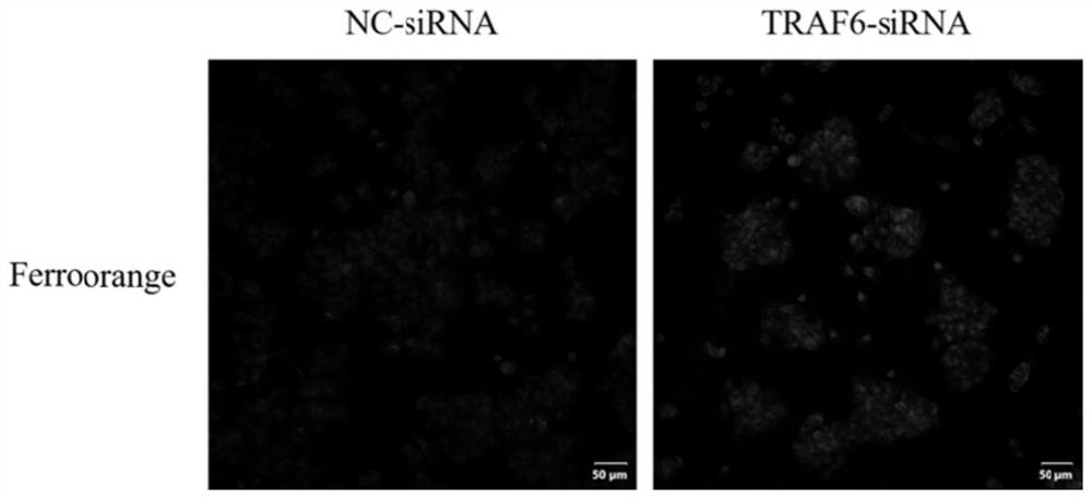 Application of TRAF6 inhibitor as and/or in preparation of ferroptosis inducer