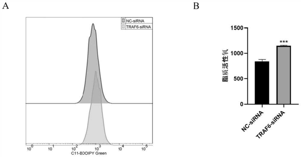 Application of TRAF6 inhibitor as and/or in preparation of ferroptosis inducer