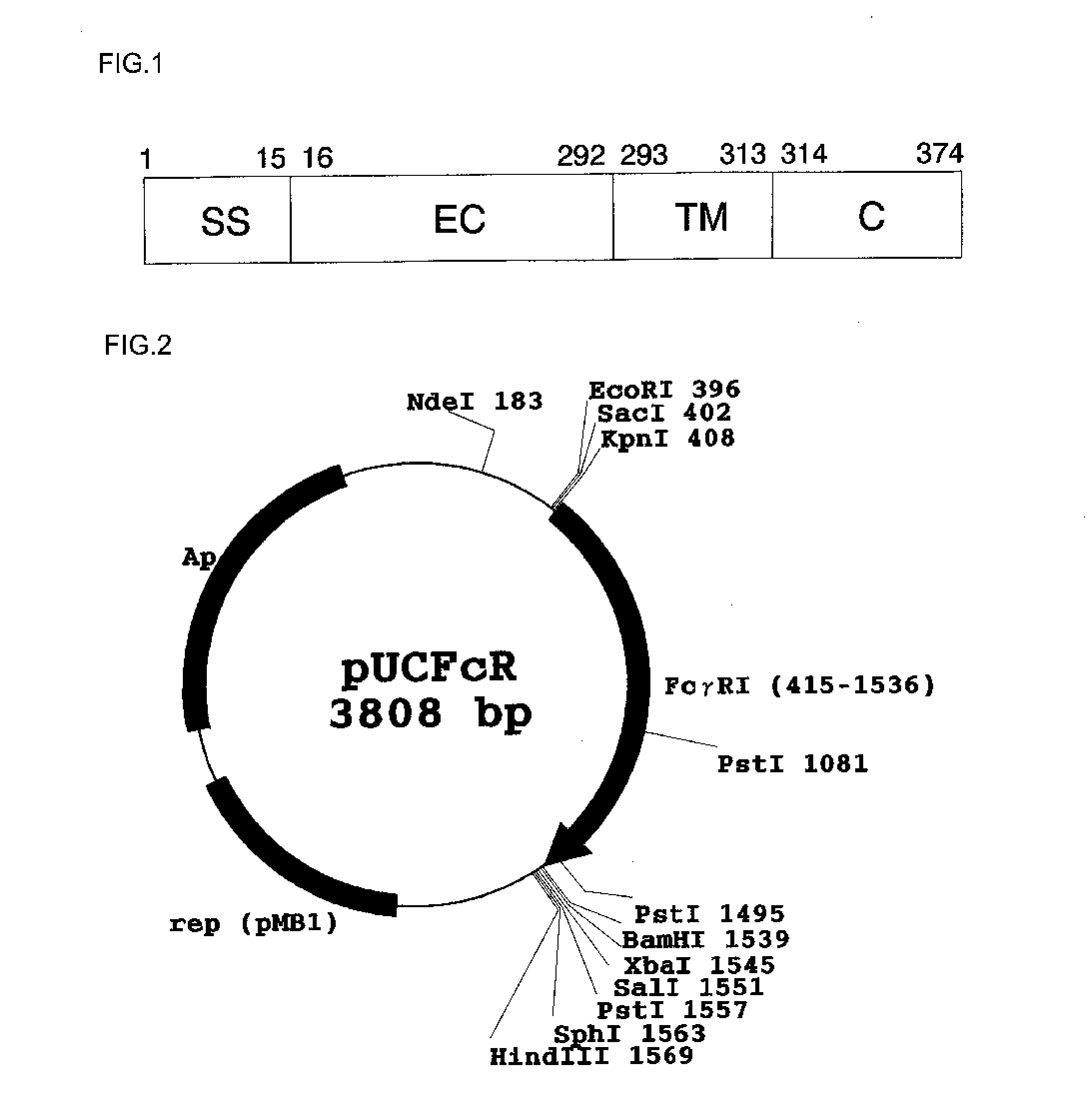 Fc binding protein and method for manufacturing same