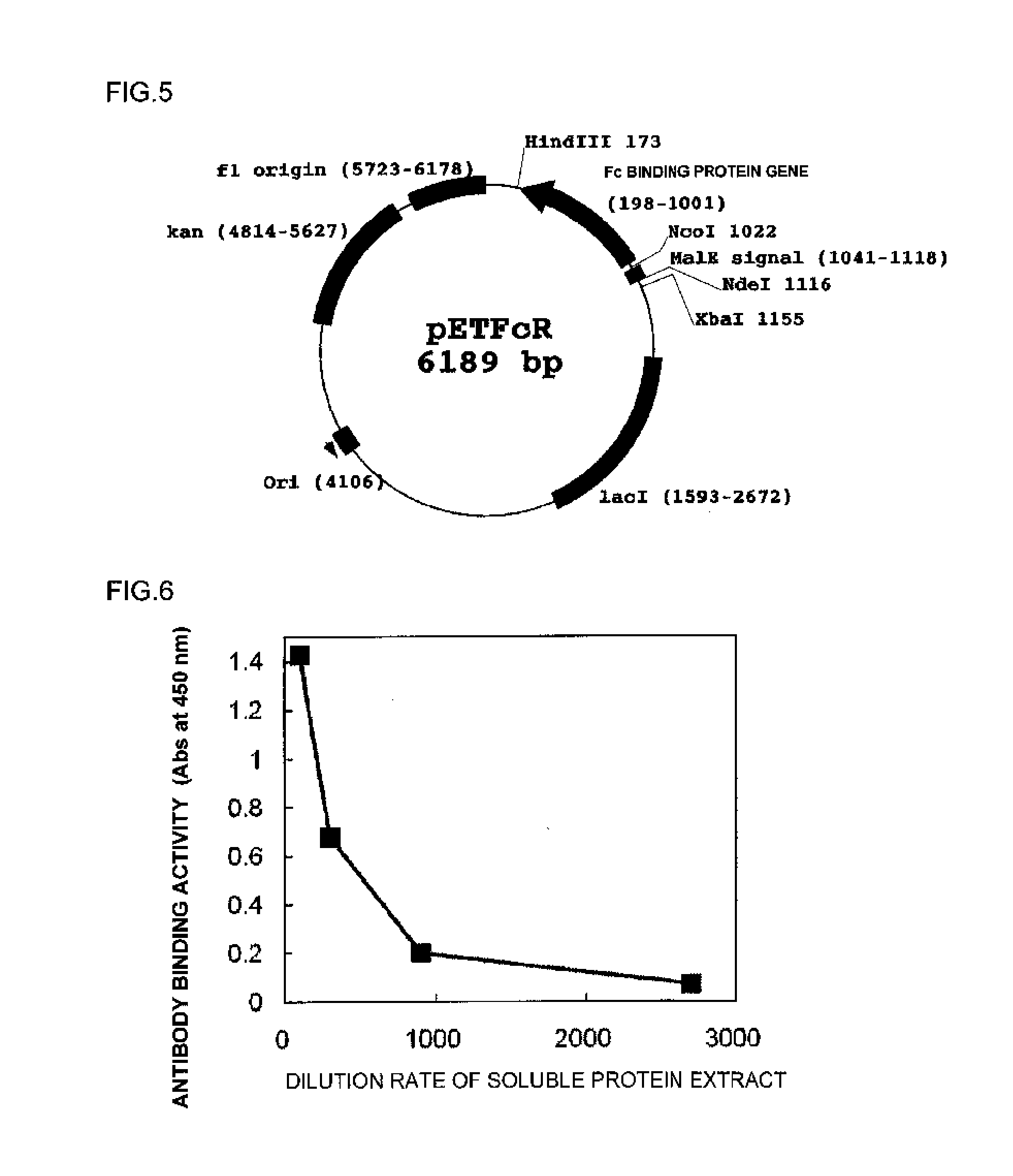 Fc binding protein and method for manufacturing same