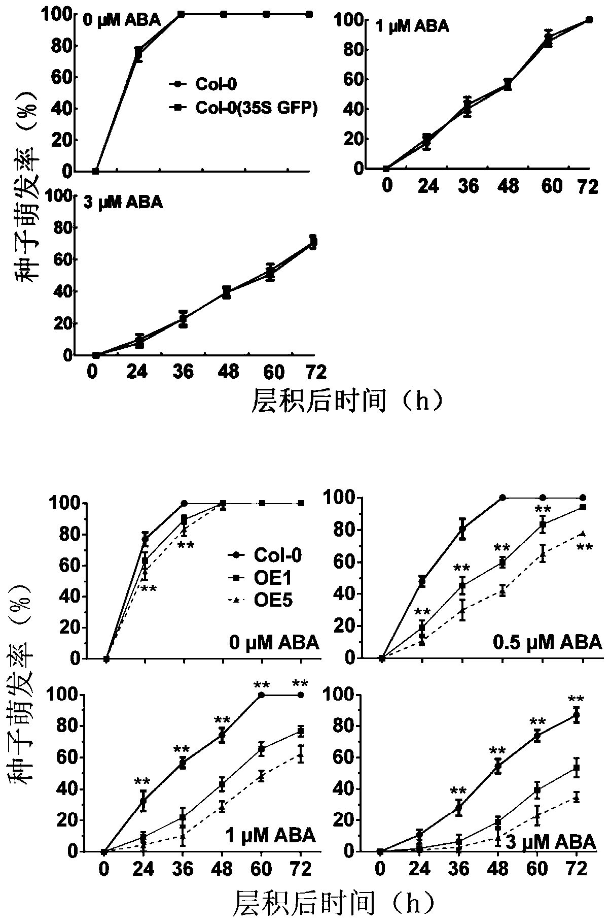 Application of myb99 protein and its coding gene in regulating plant seed germination