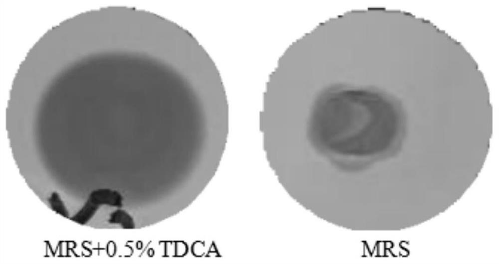 Lactobacillus salivarius MG-587 and application thereof