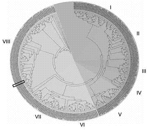 Maize gene ZmGRAS37 for regulating and controlling nutrient body largeness, early blossoming and grain weight increment of arabidopsis thaliana at seedling stage and application thereof