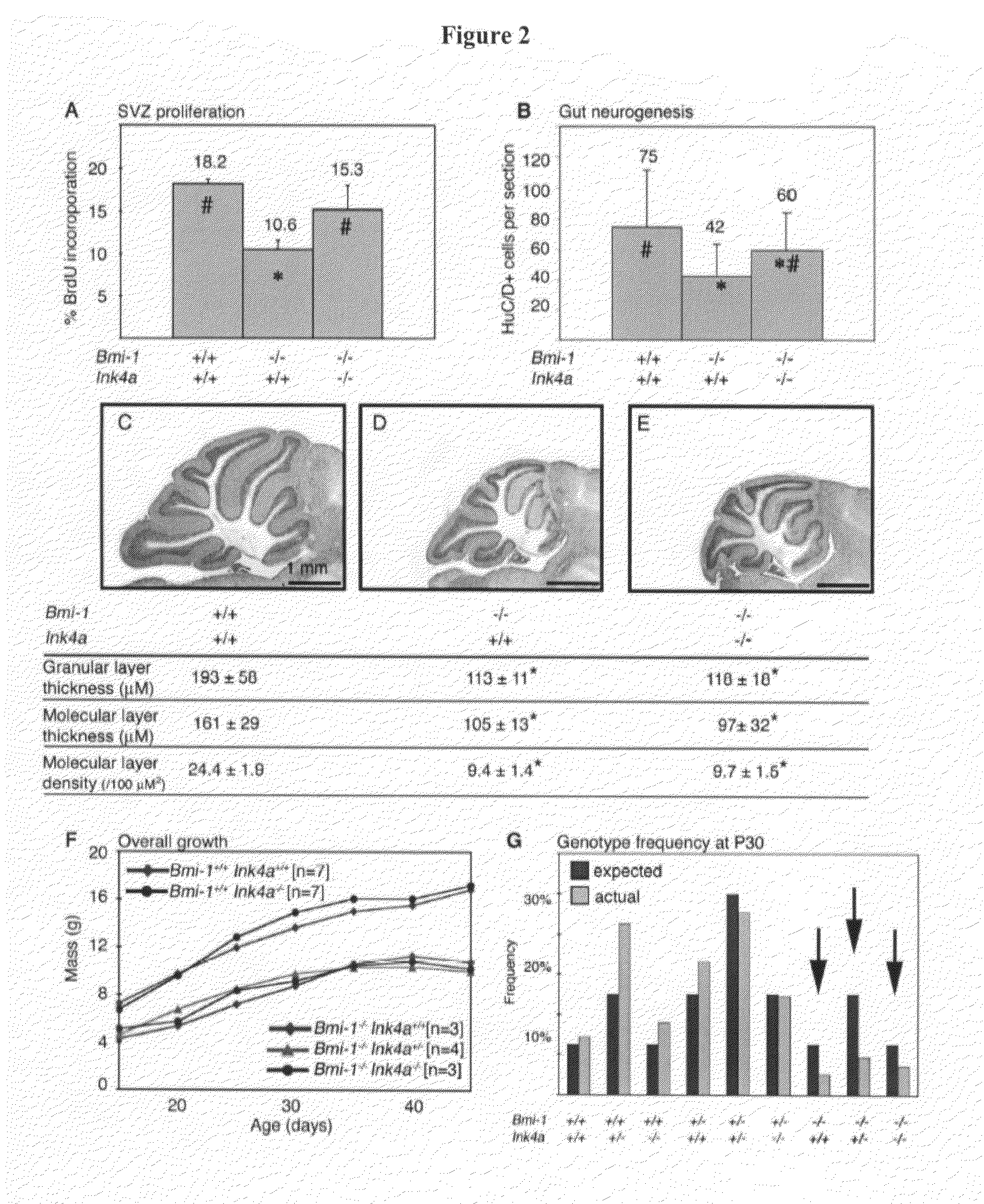 Compositions and methods for repressing the Ink4a and Arf senescence pathways