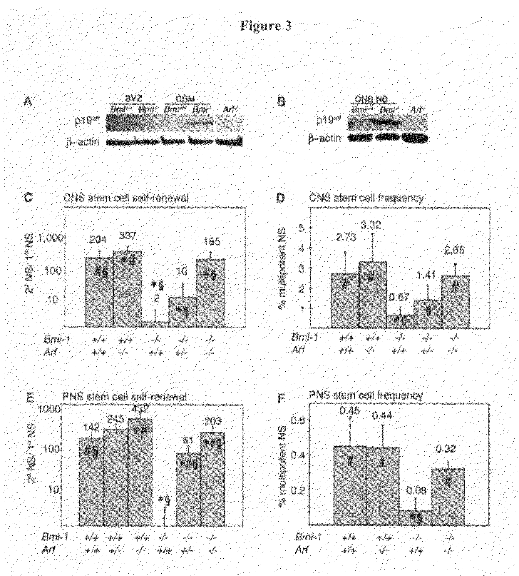 Compositions and methods for repressing the Ink4a and Arf senescence pathways