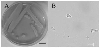 Issatchenkia orientalis used for whole-process green production of fruit wine and application of issatchenkia orientalis