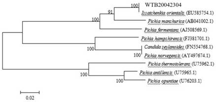 Issatchenkia orientalis used for whole-process green production of fruit wine and application of issatchenkia orientalis