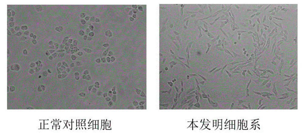 Cell model having undergone vicious transformation