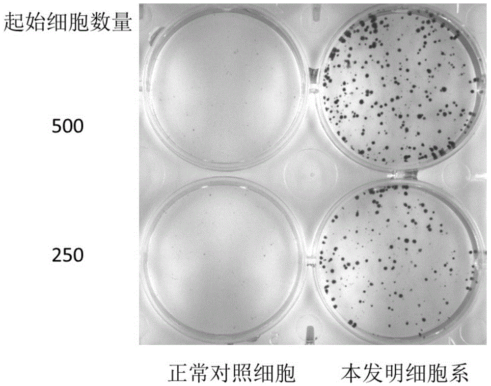 Cell model having undergone vicious transformation