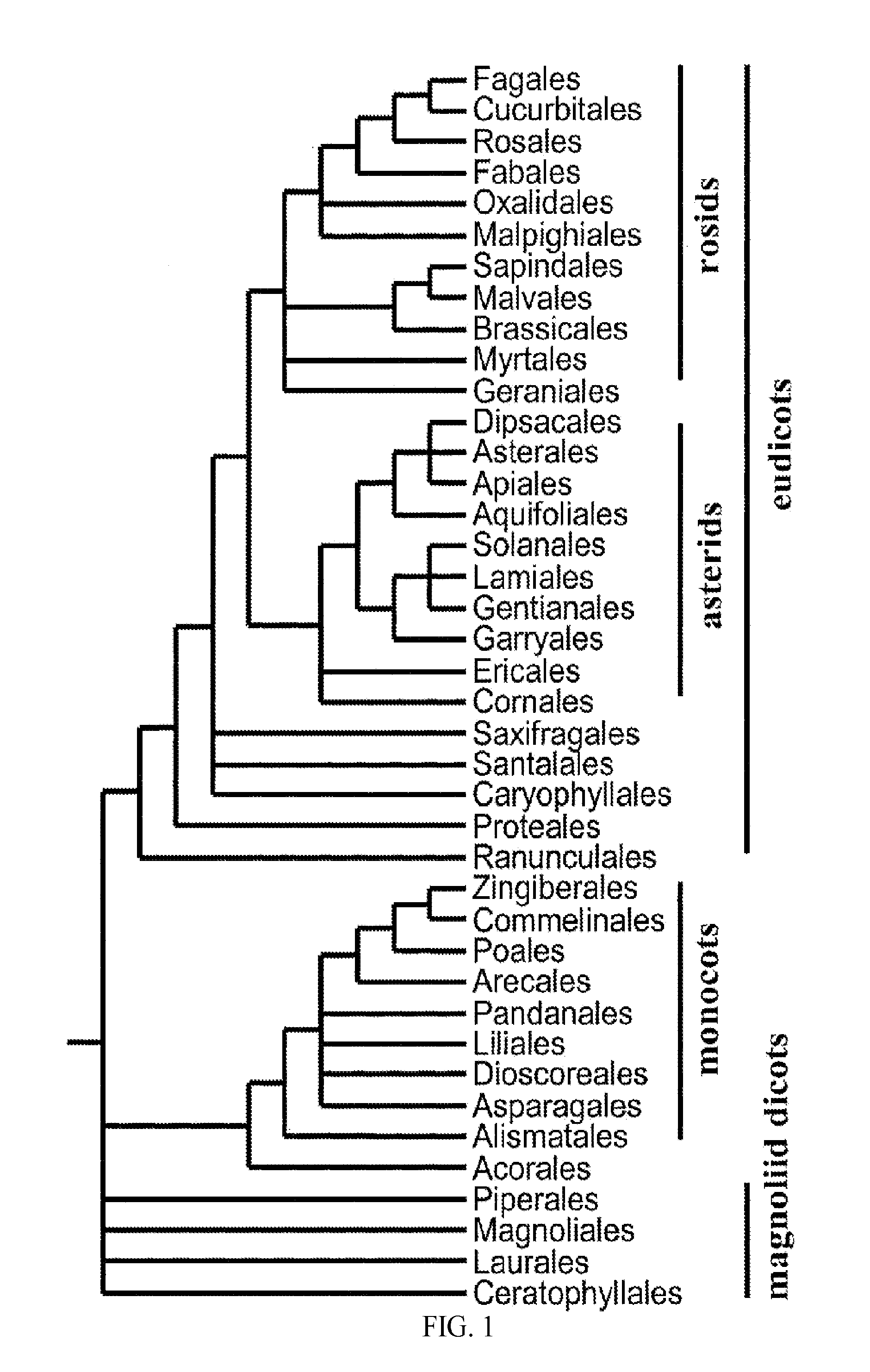 Enhancement of plant yield, vigor and stress tolerance ii