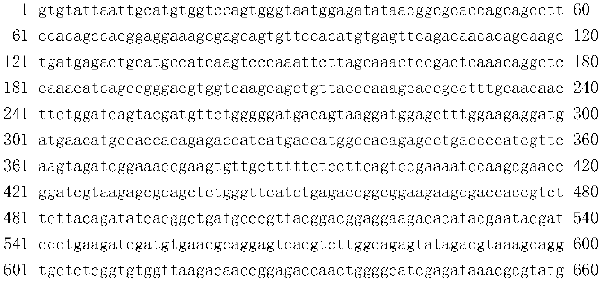 Molecular breeding method for thickening intermuscular bones of grass carps and black carps