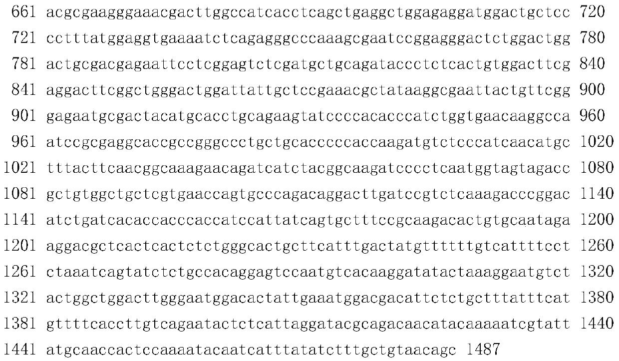 Molecular breeding method for thickening intermuscular bones of grass carps and black carps