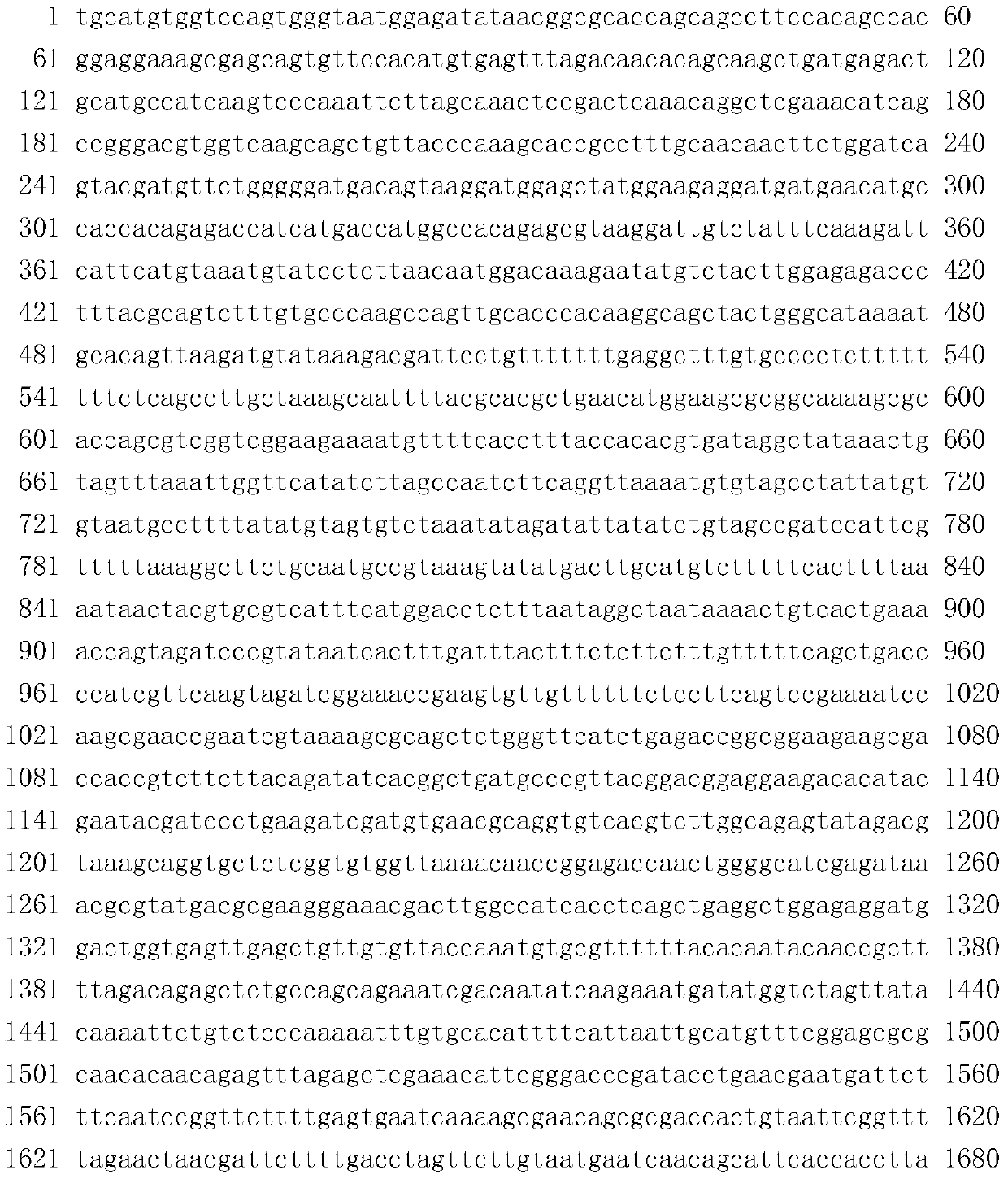 Molecular breeding method for thickening intermuscular bones of grass carps and black carps