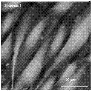 A drug screening method with high precision and high reproducibility