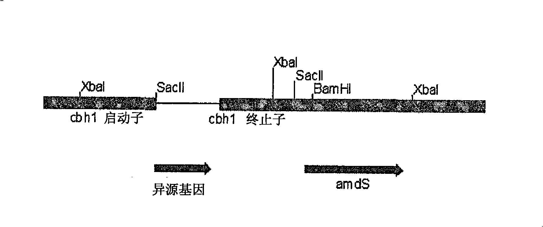 Novel enzymes