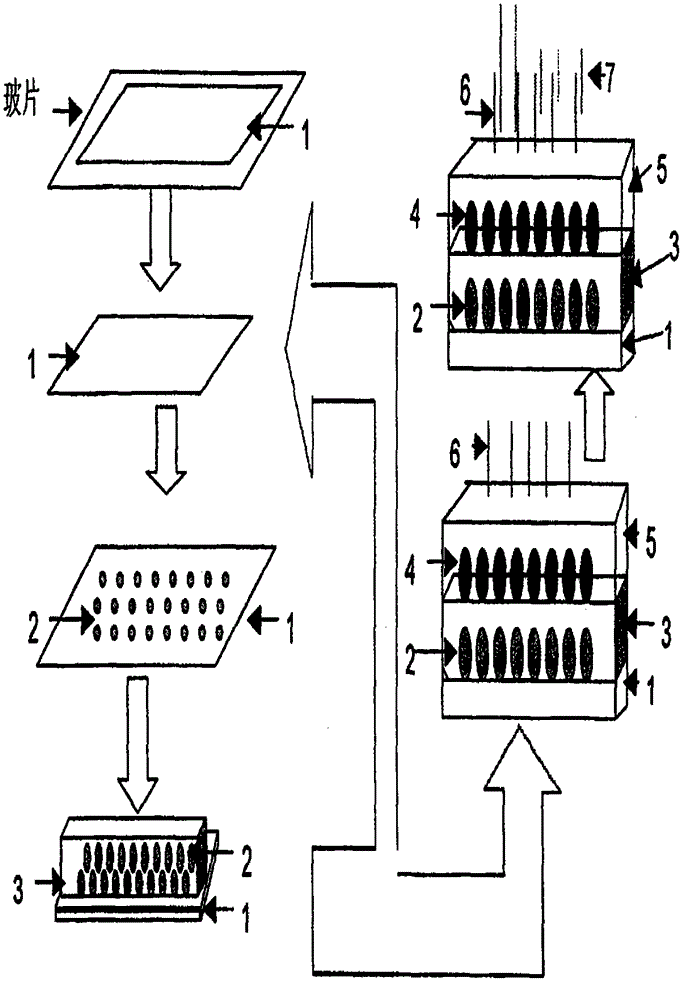 Biological molecular detection method based on multilayer colloidal crystal