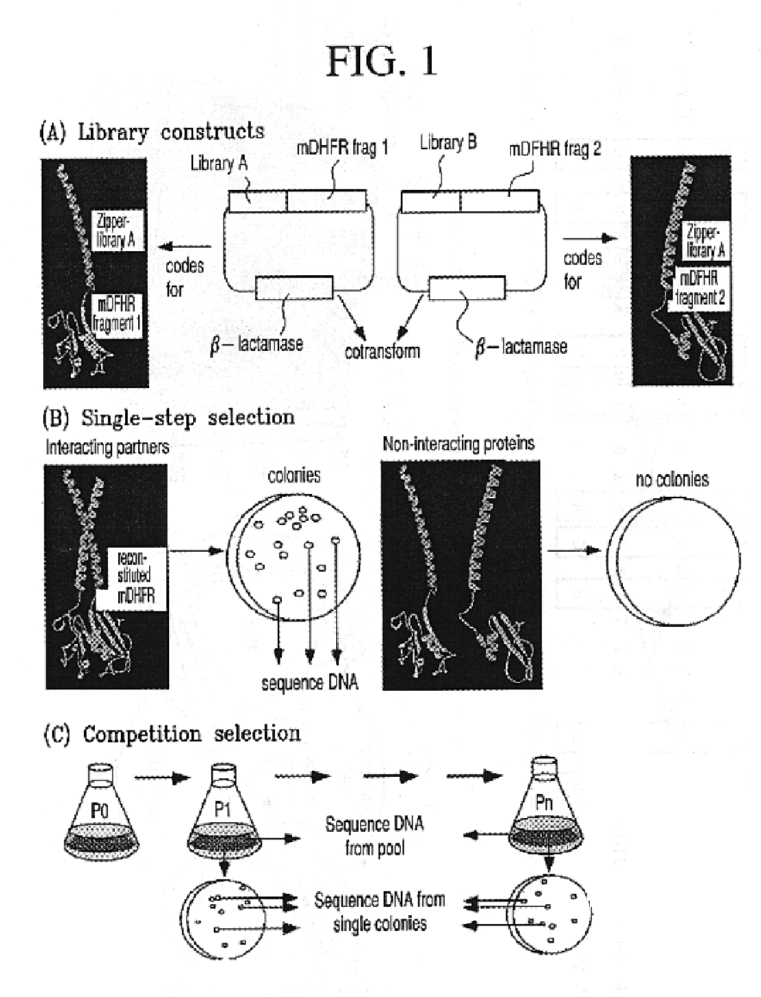 Vivo library-versus-library selection of optimized protein-protein interactions