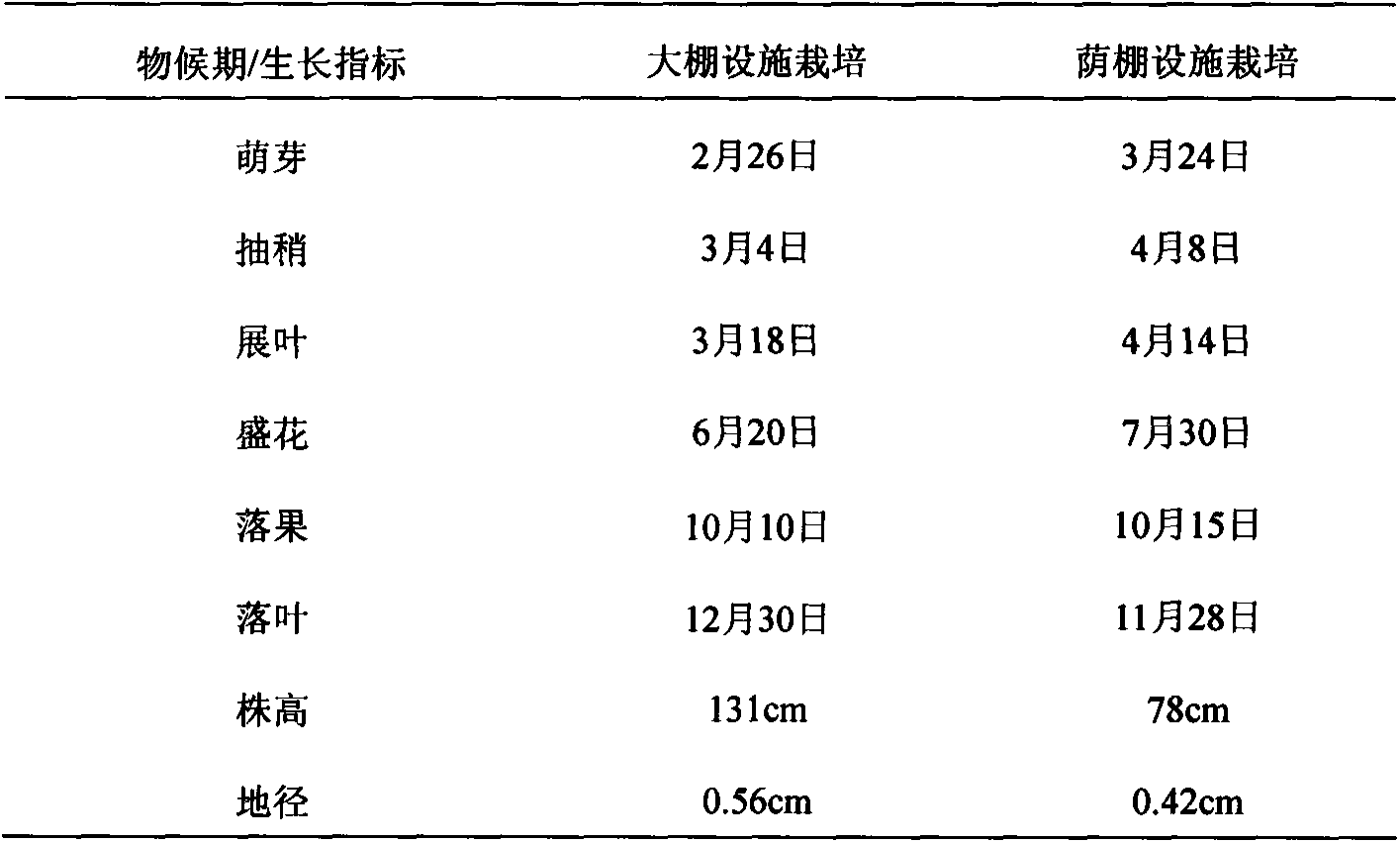 Fixed-stem cultivation method for annual cutting seedling of Yakushima lagerstroemia