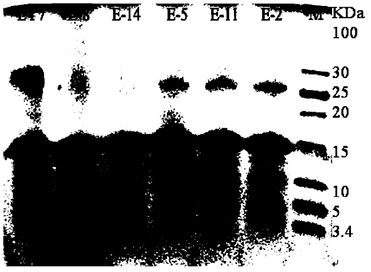 Functional peptide protein powder, and preparation method and applications thereof