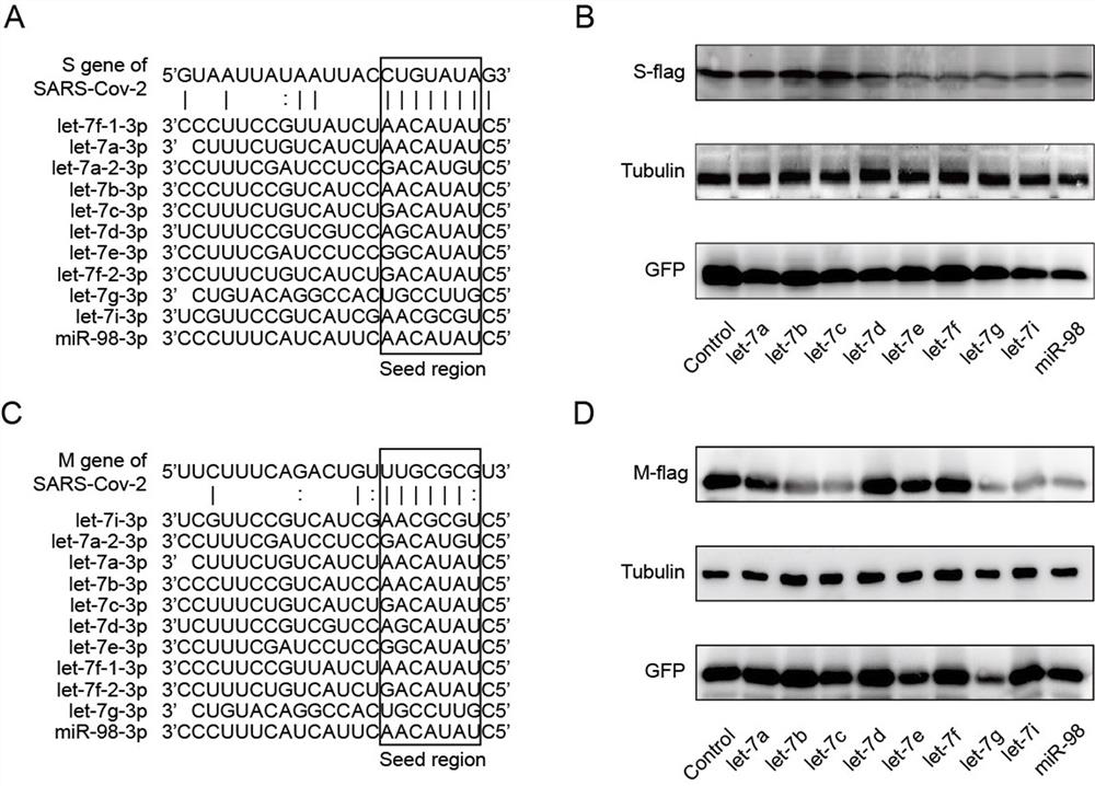 Application of 1,2,4triazolo4,3-bpyridazine derivatives in the preparation of anti-new coronavirus drugs