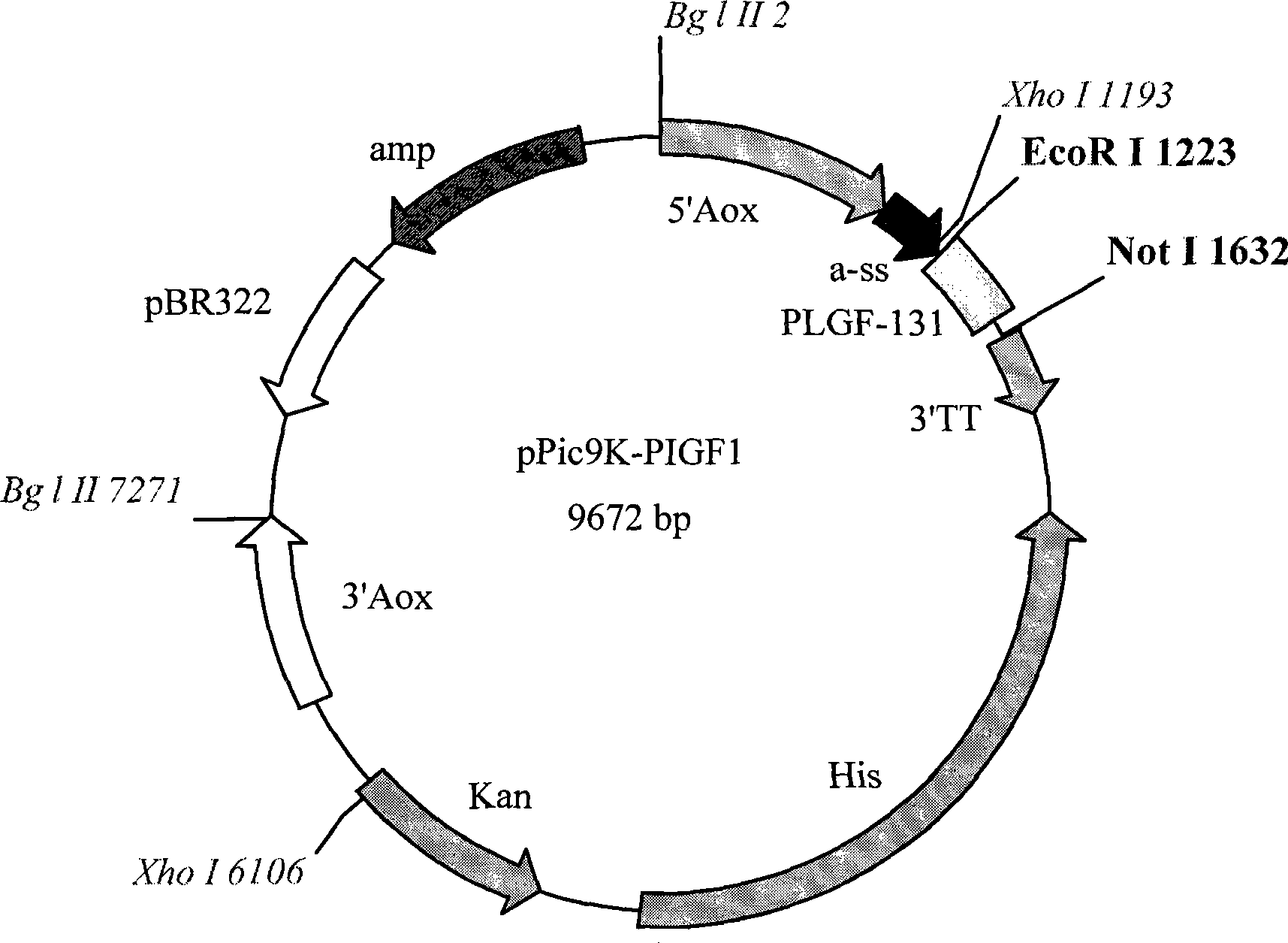 Expression production and separation purification of recombinant placenta growth factor and chemical marker thereof