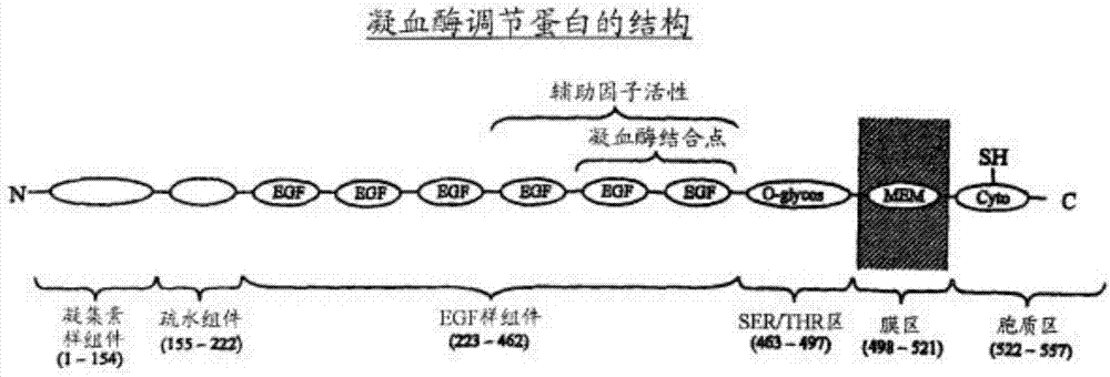 Preparation method of human derived thrombomodulin capable of being industrially produced