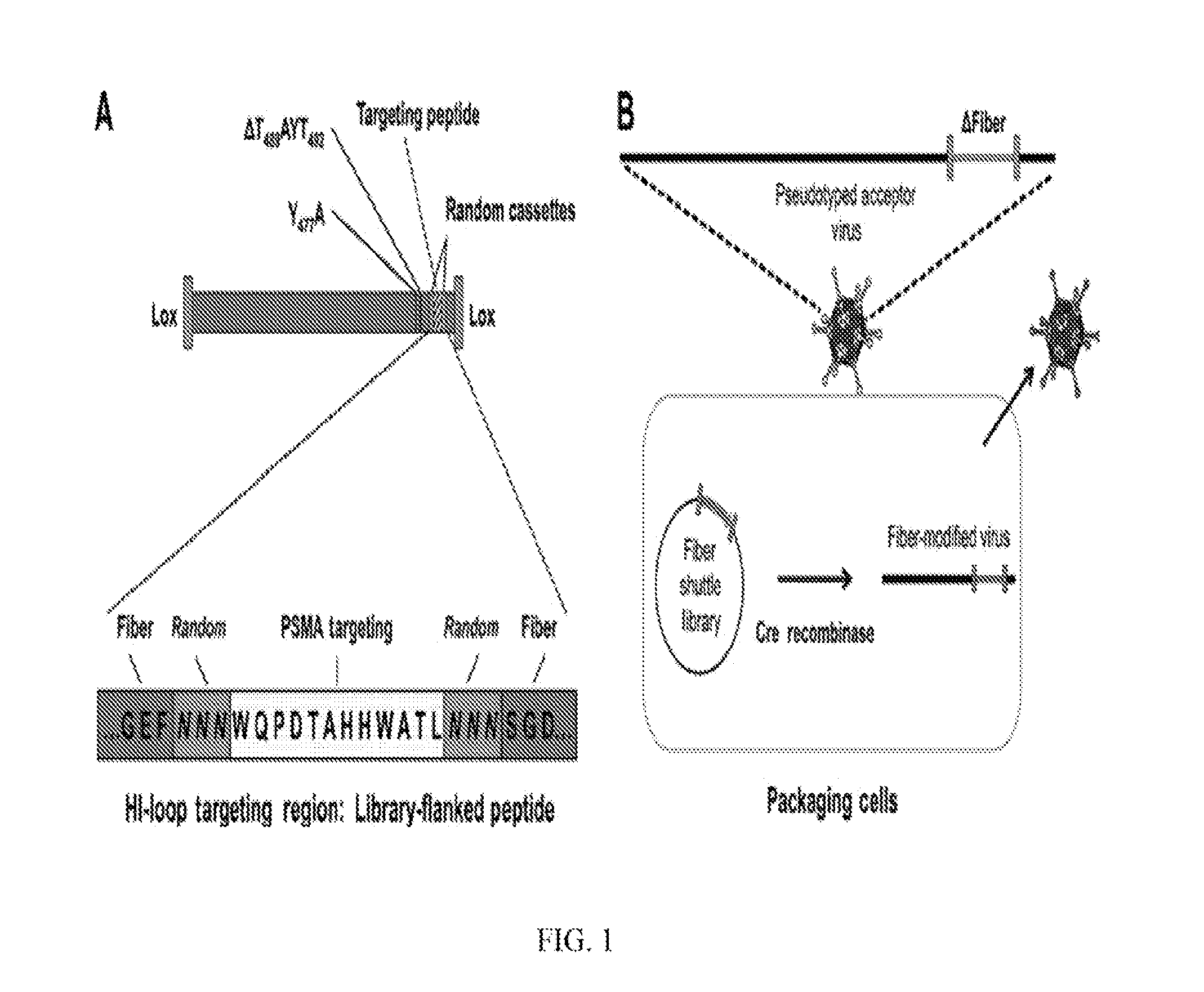 Compositions and methods for retargeting virus constructs