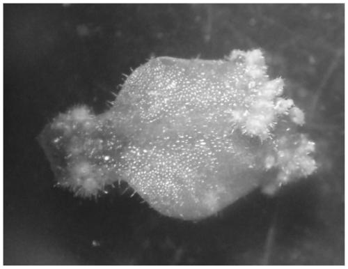 Ultralow-temperature preservation and recovery culture method for Heuchera micrantha cluster buds