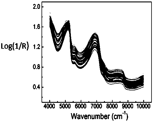 Method for detecting quality of Brassica campestris based on near infrared spectrum