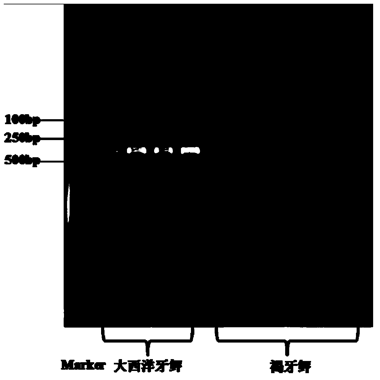 PCR identification method for paralichthys olivaceus and germ plasm of affinis alien species of paralichthys olivaceus