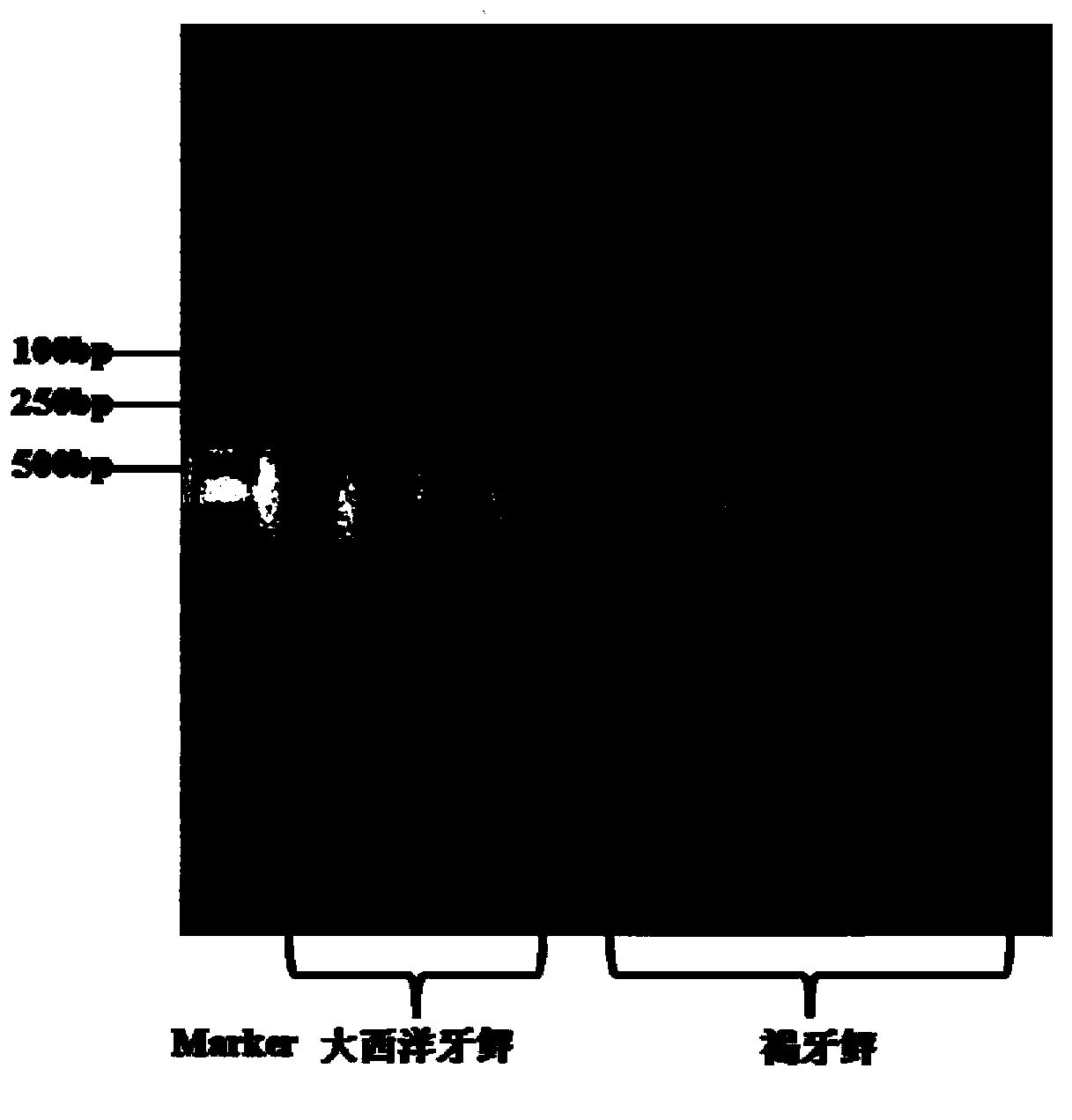 PCR identification method for paralichthys olivaceus and germ plasm of affinis alien species of paralichthys olivaceus