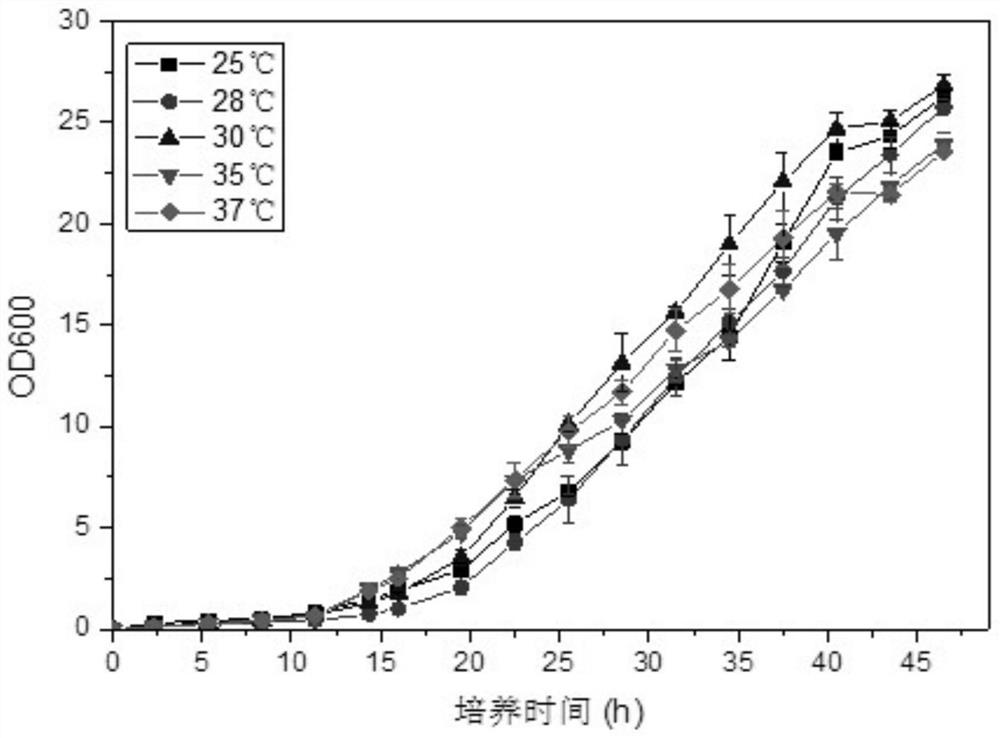 A strain of Rhodococcus rhodochrous and its application as an immune adjuvant in the preparation of vaccines