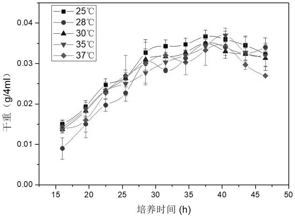 A strain of Rhodococcus rhodochrous and its application as an immune adjuvant in the preparation of vaccines