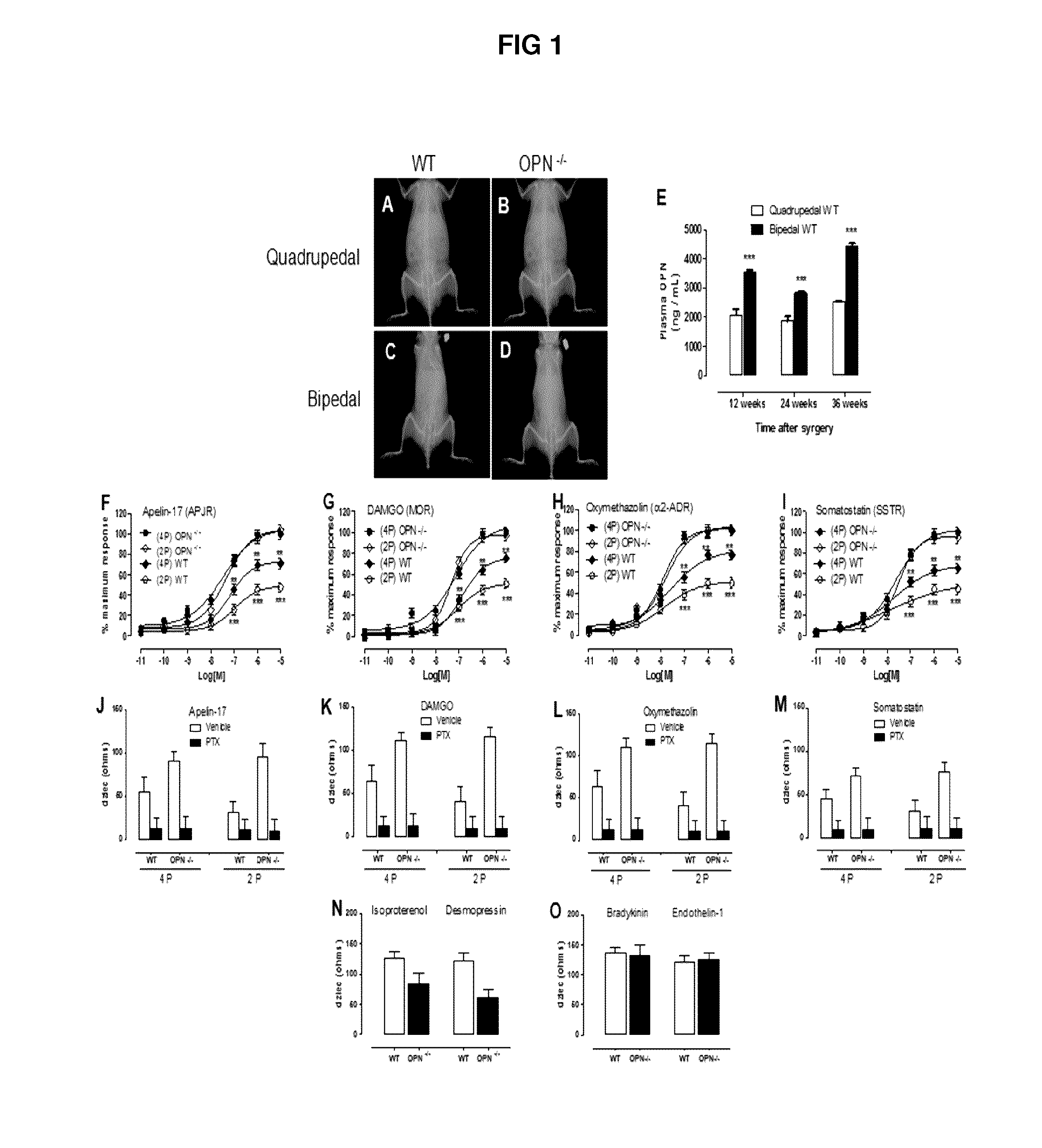 A method of increasing gipcr signalization in the cells of a scoliotic subject