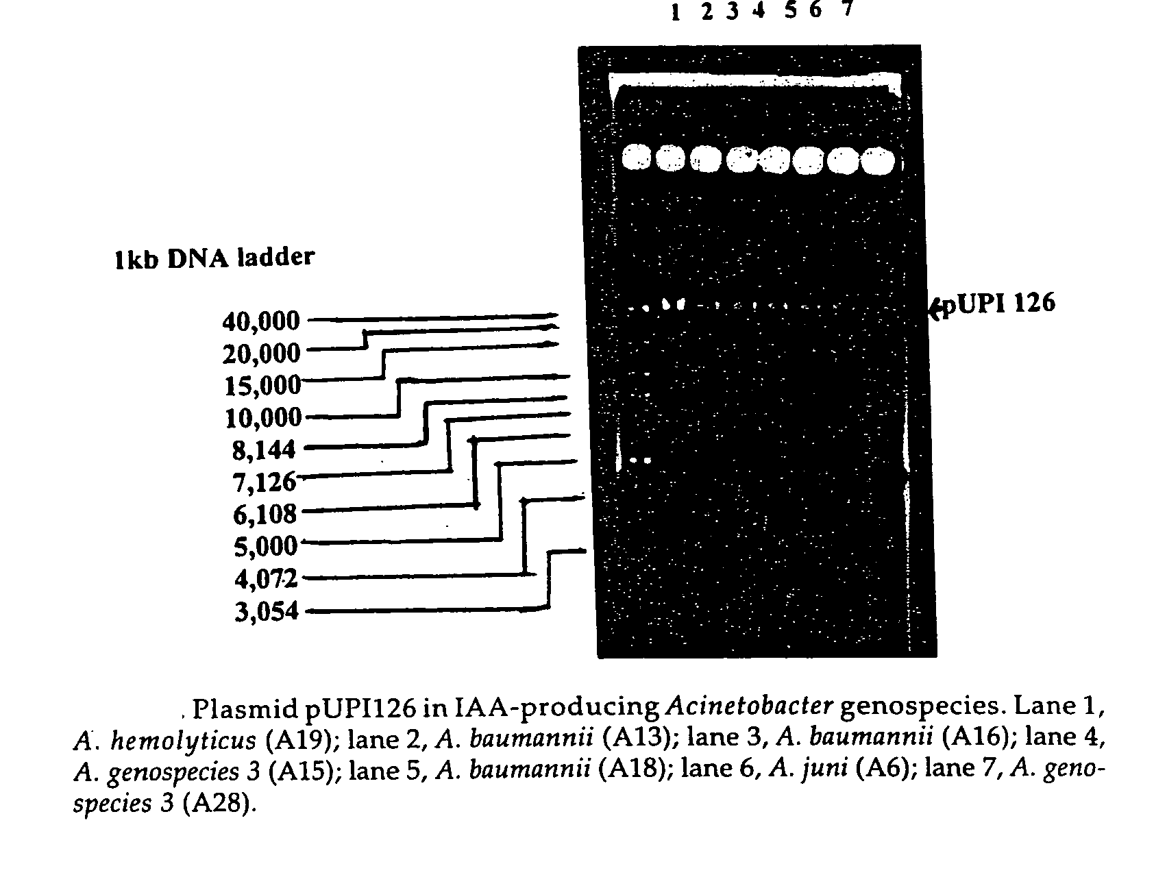 Plasmid encoding IAA and a method thereof