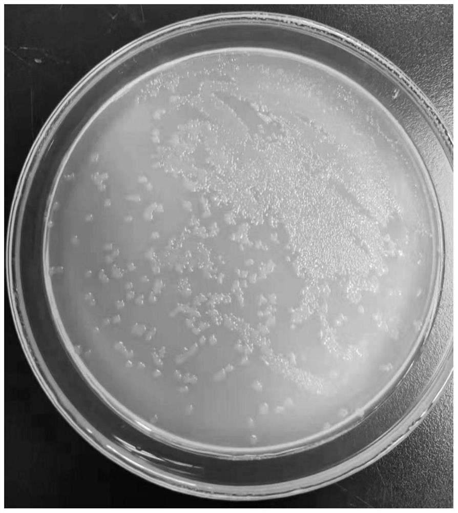 A kind of polymyxin b sulfate production strain, preparation method and application of polymyxin b sulfate